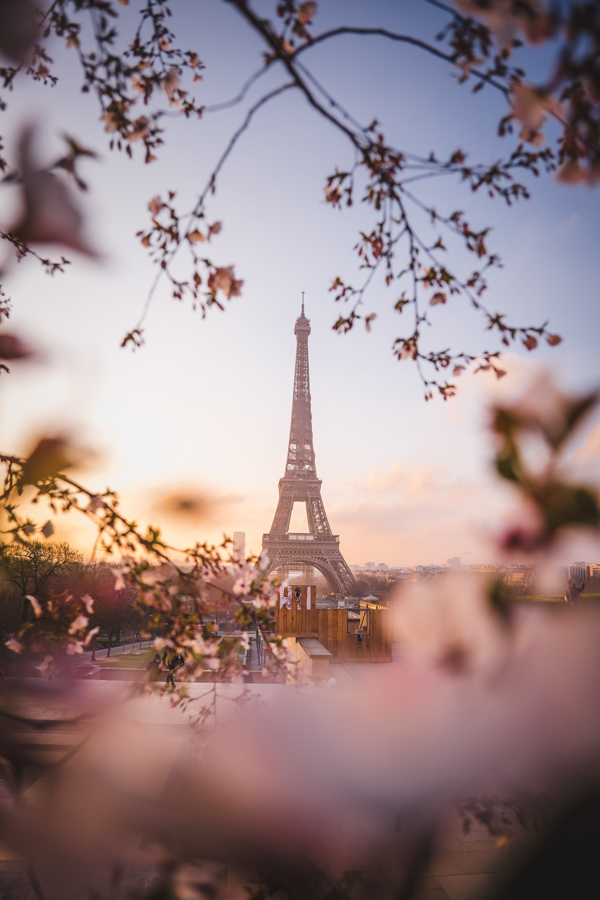 cherry blossoms framing the Eiffel tower in paris france