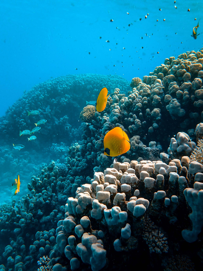 coral reefs and vibrant colored fish in the great barrier reef