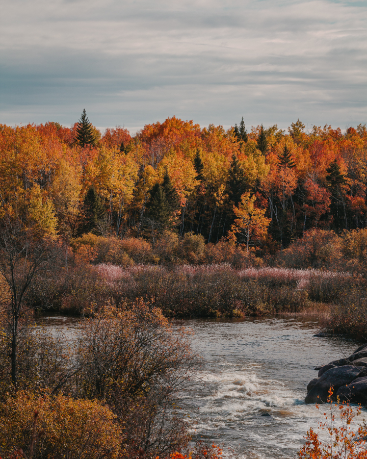 trees covered in fall leaves with a small river in the foreground