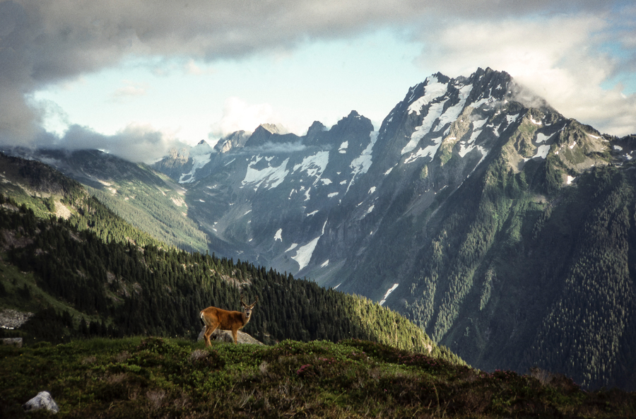 buck standing in the foreground of washington state park