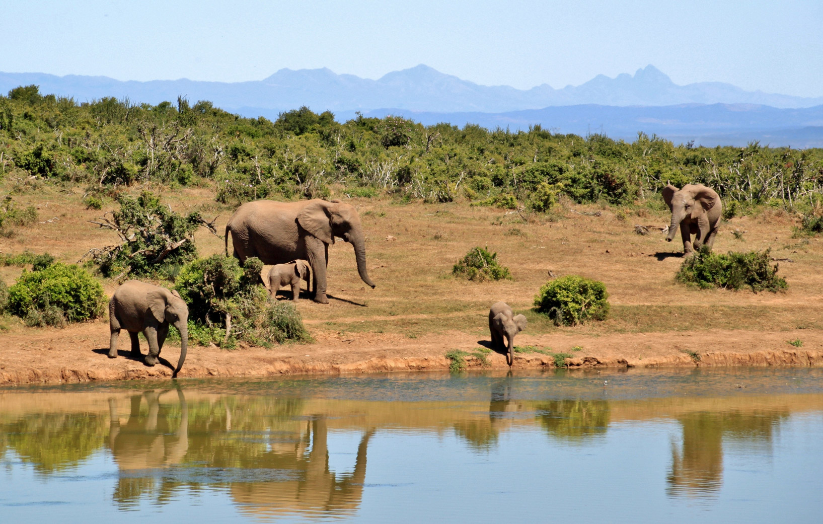 elephants in africa gathering around a water source
