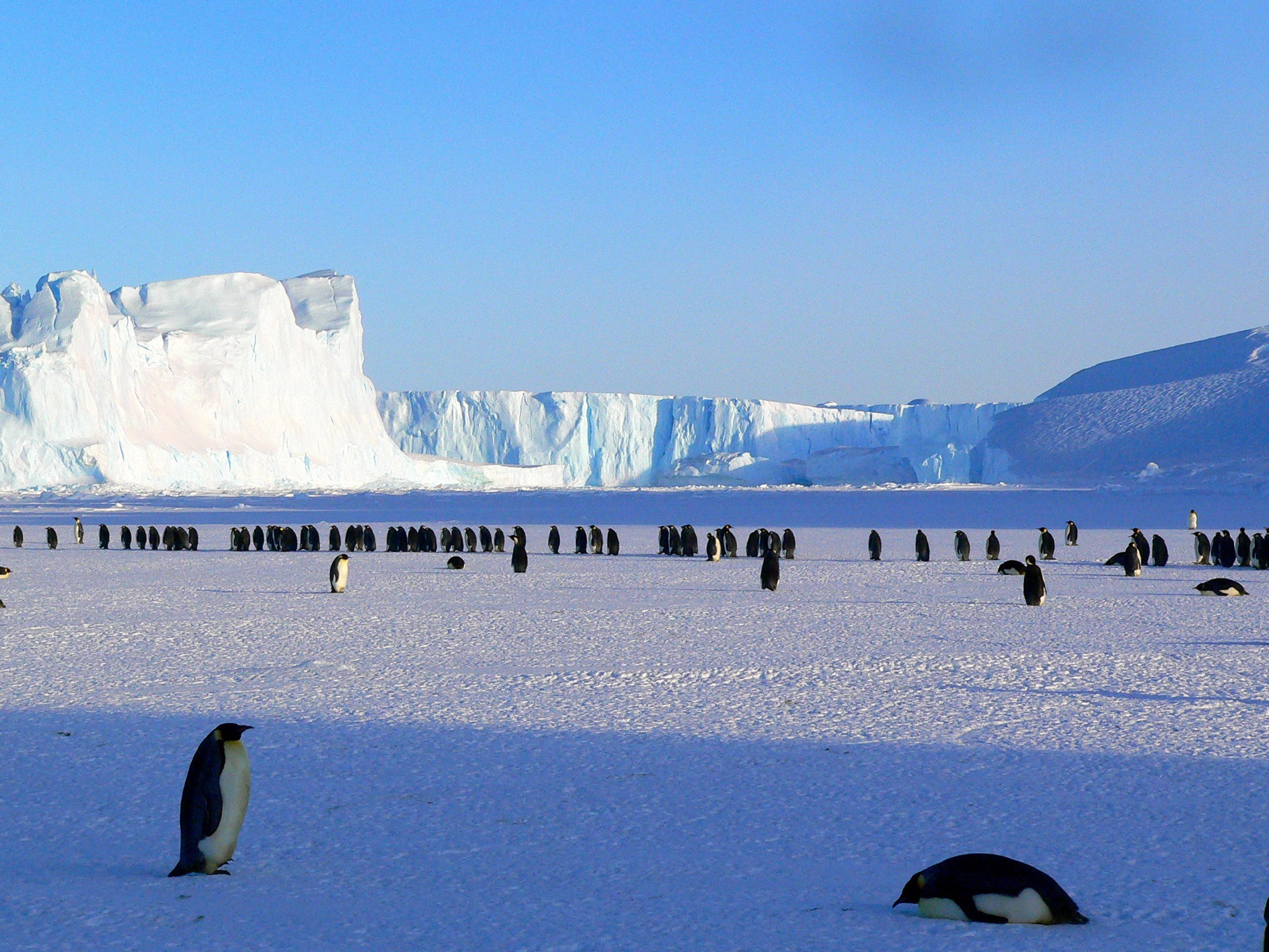 penguins in the tundra of antarctica