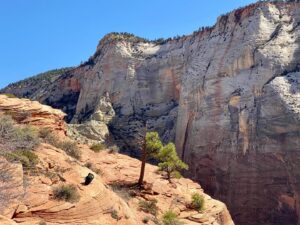 vulture resting among the rocks and canyons of the utah big 5