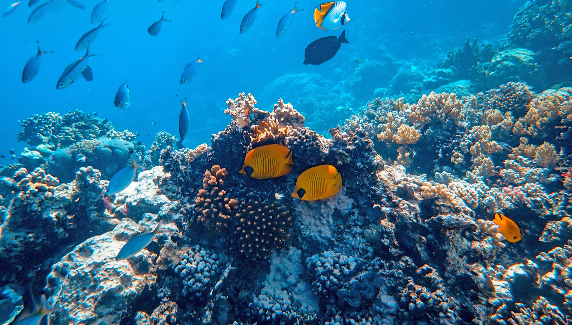 coral reefs and colorful fish of oceania