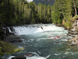 small waterfall surrounded by forest at yellowstone national park