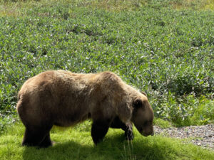 grizzly bear roaming through lush grassy fields