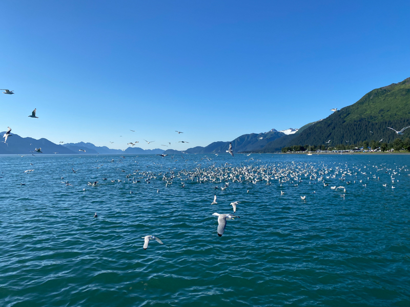 flock of seagulls flying over calm waters in alaska