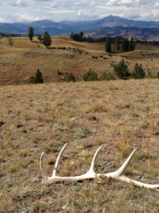 elk antler resting in a field at yellowstone national park