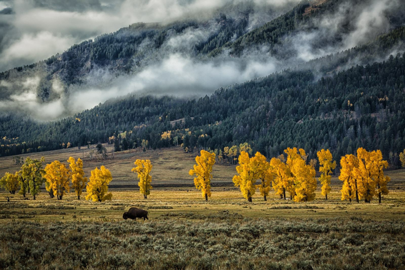 yellowstone national park on a fall day with a buffalo wandering through the scenery