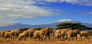 elephants in Africa