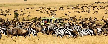 Serengeti safari