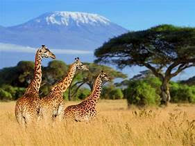 giraffes in Africa