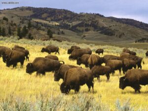 Yellowstone buffalo