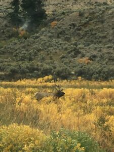 Yellowstone moose