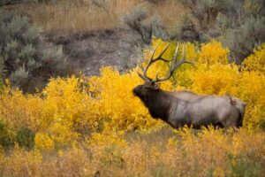 Yellowstone moose