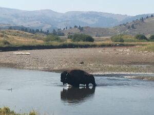 Yellowstone buffalo