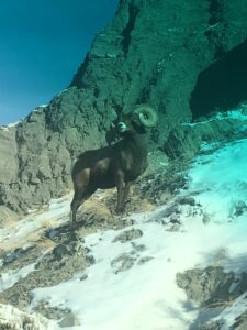 Yellowstone ram