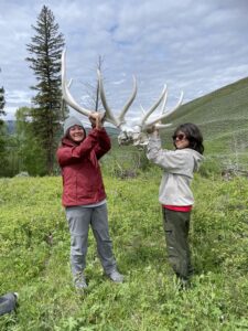 Yellowstone antlers