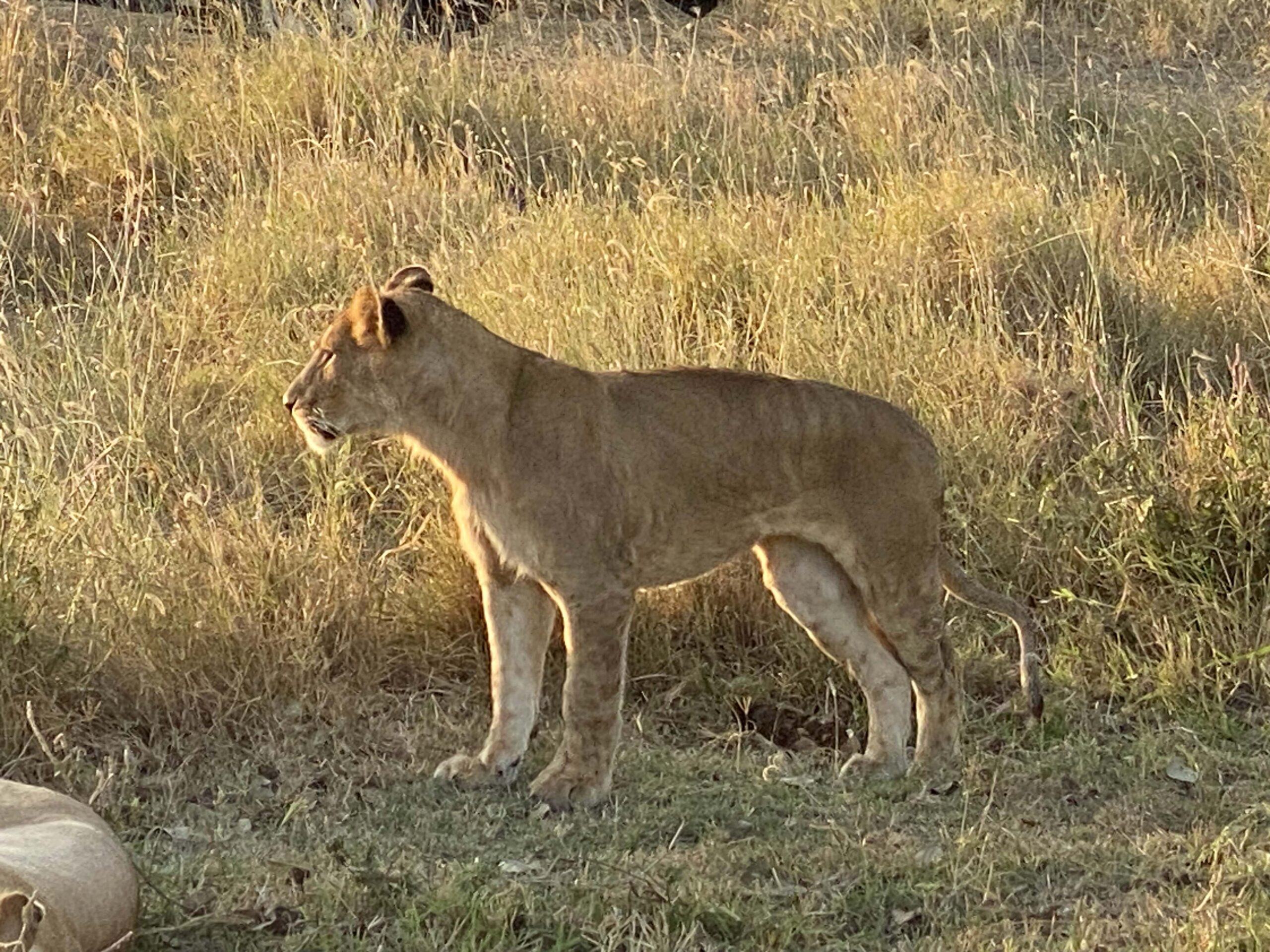 lioness