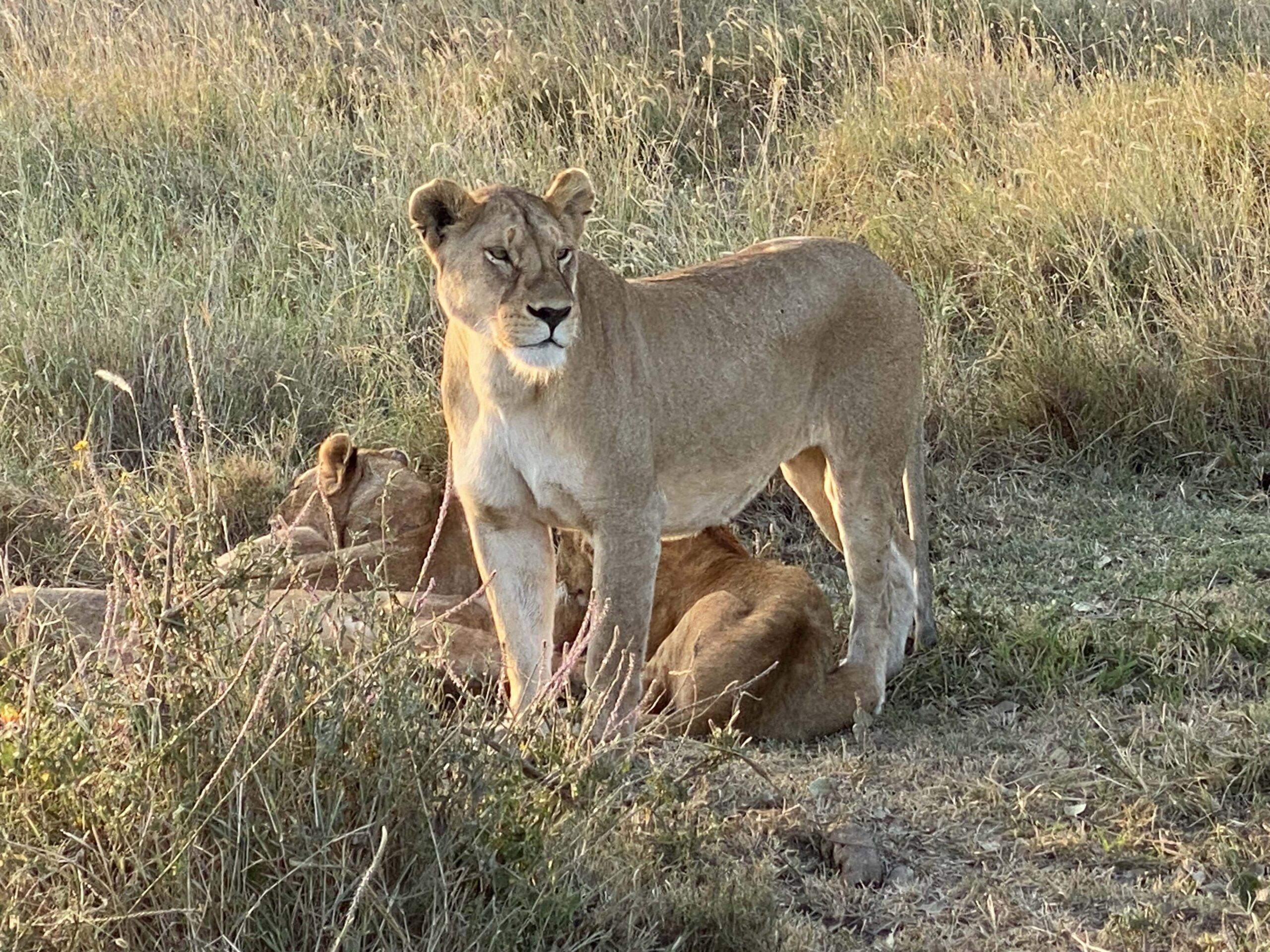 lioness