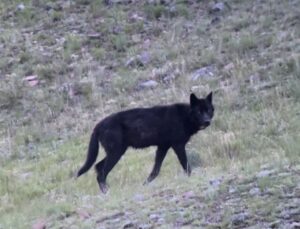 Yellowstone wolf