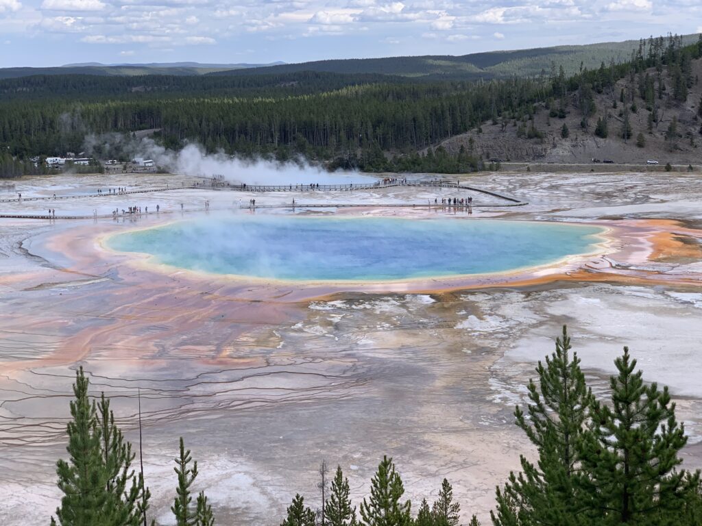 Yellowstone wildlife watching 2024