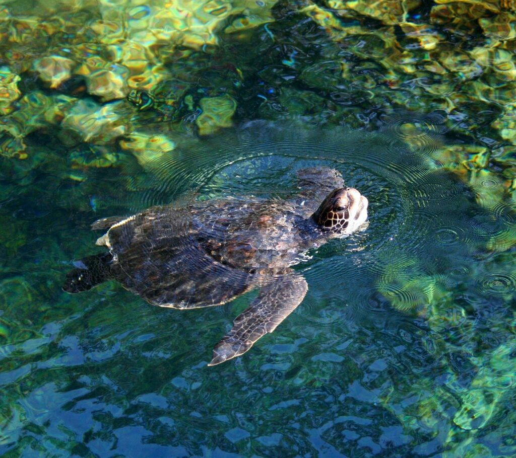 sea turtle